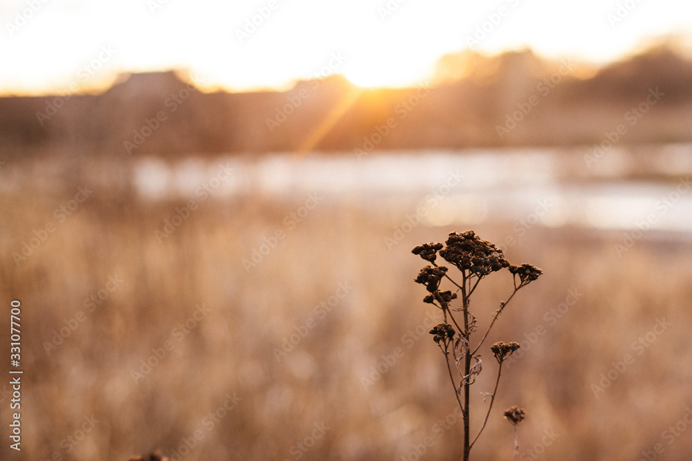 Obraz premium sunset over field