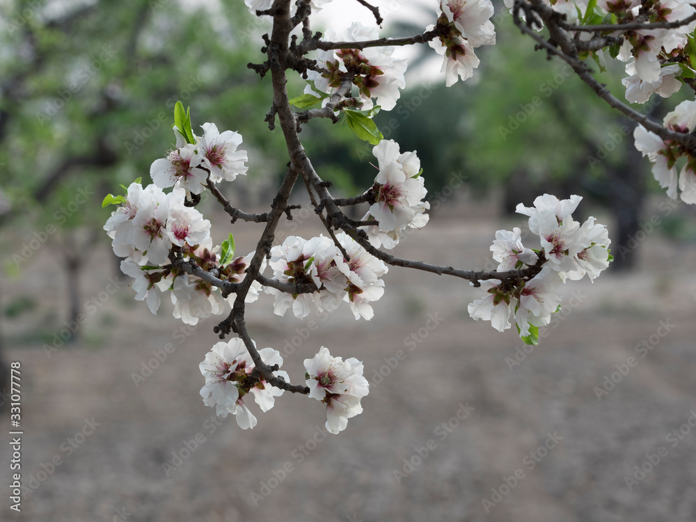 Obraz premium Flores de almendro, Prunus dulcis. 
