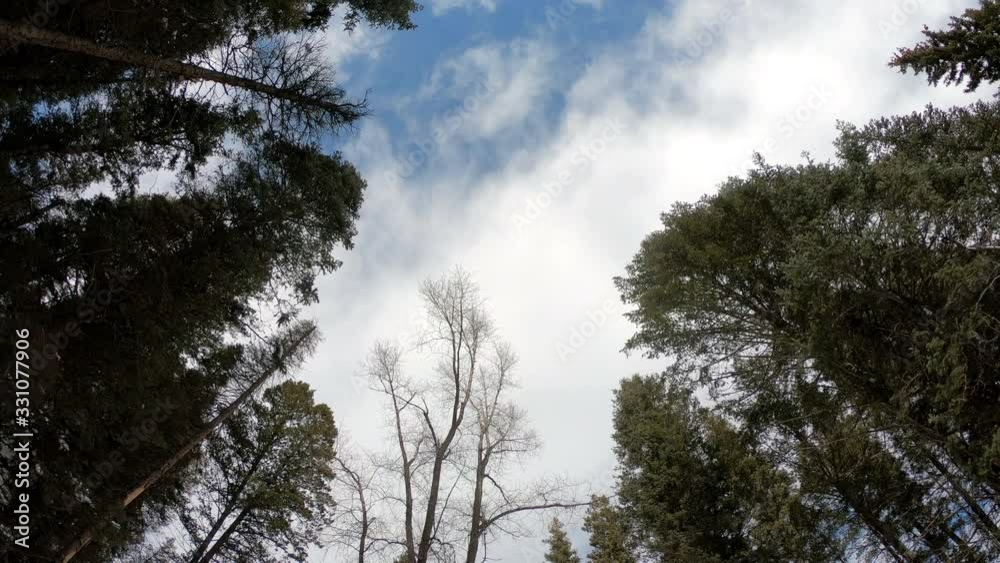 Rising up through forest looking up towards the sky on cloudy day. Rising up through forest looking up towards the sky on cloudy day.