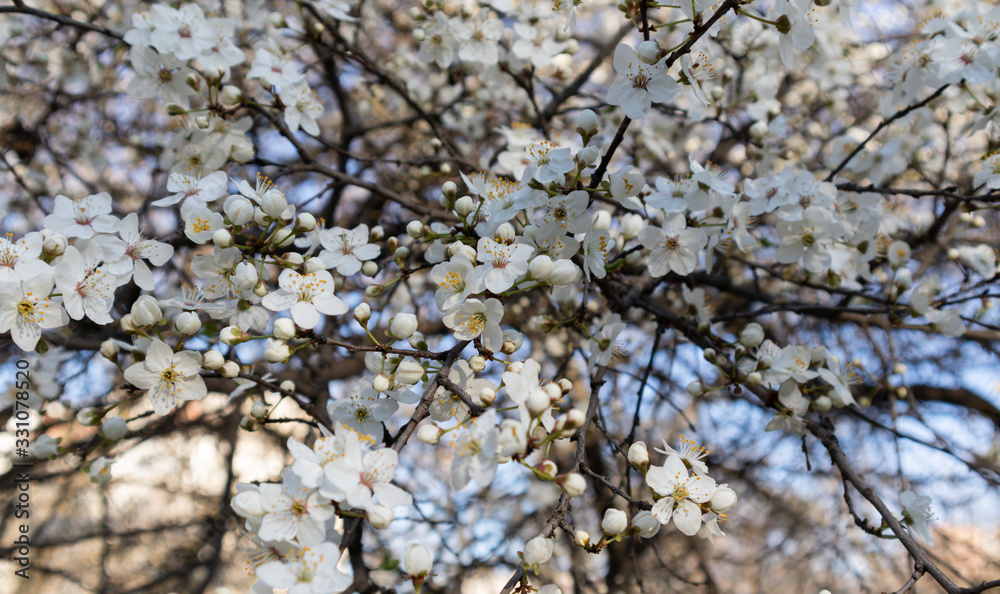 Blossoming plum branches on a garden background Blossoming plum branches on a garden background