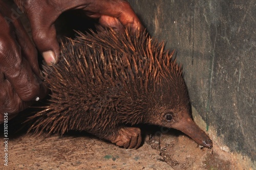 Echidna in the hands of the Papuan