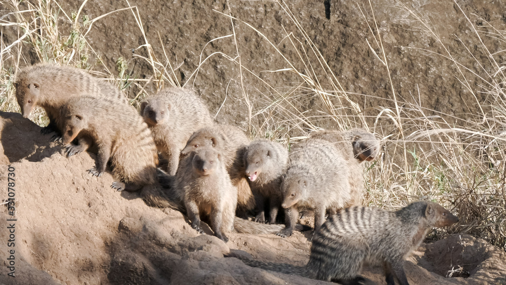 Fototapeta premium banded mongoose enjoying morning sun at serengeti national park