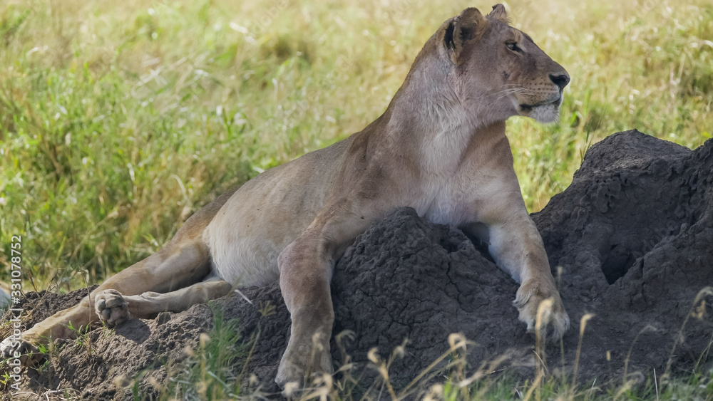 Naklejka premium profile shot of a lioness watching her territory at serengeti national park from a termite mound