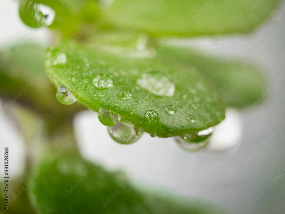 Fototapeta premium Background macro Drops of water on silver