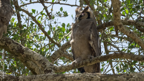 a verreaux's eagle-owl in a tree at serengeti national park