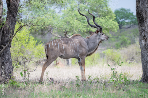 A male kudu, Tragelaphus†strepsiceros, stands in an open clearing, looking out of frame, large horns ,Londolozi Game Reserve