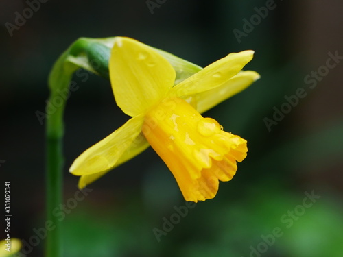 Close up of a single yellow daffodil flower covered in raindrops