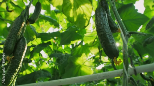 Close-up of beautiful fresh cucumbers hanging on branches. Modern farming: growing in an automated greenhouse.
