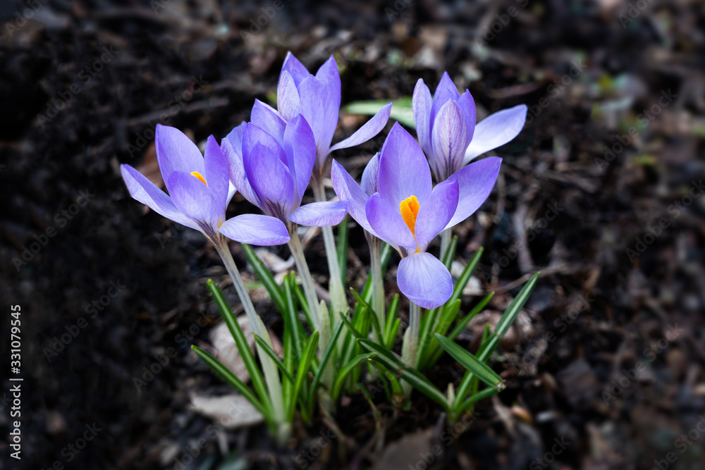 Blooming crocus flowers in springtime outdoor Blooming crocus flowers in springtime outdoor