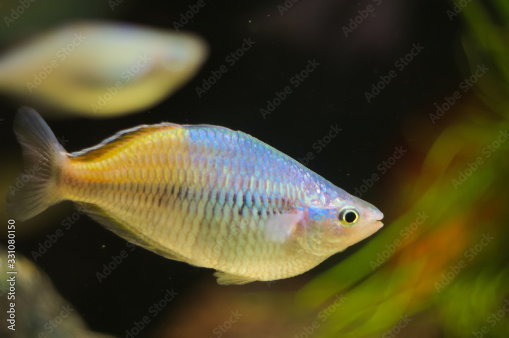 Melanotaenia boesemani tropical fish in aquarium Melanotaenia boesemani tropical fish in aquarium