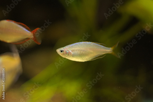Melanotaenia praecox tropical fish in aquarium