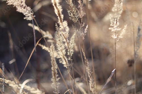 dry grass on a meadow