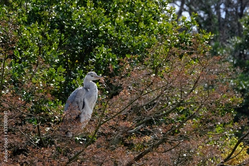 gray heron on branch