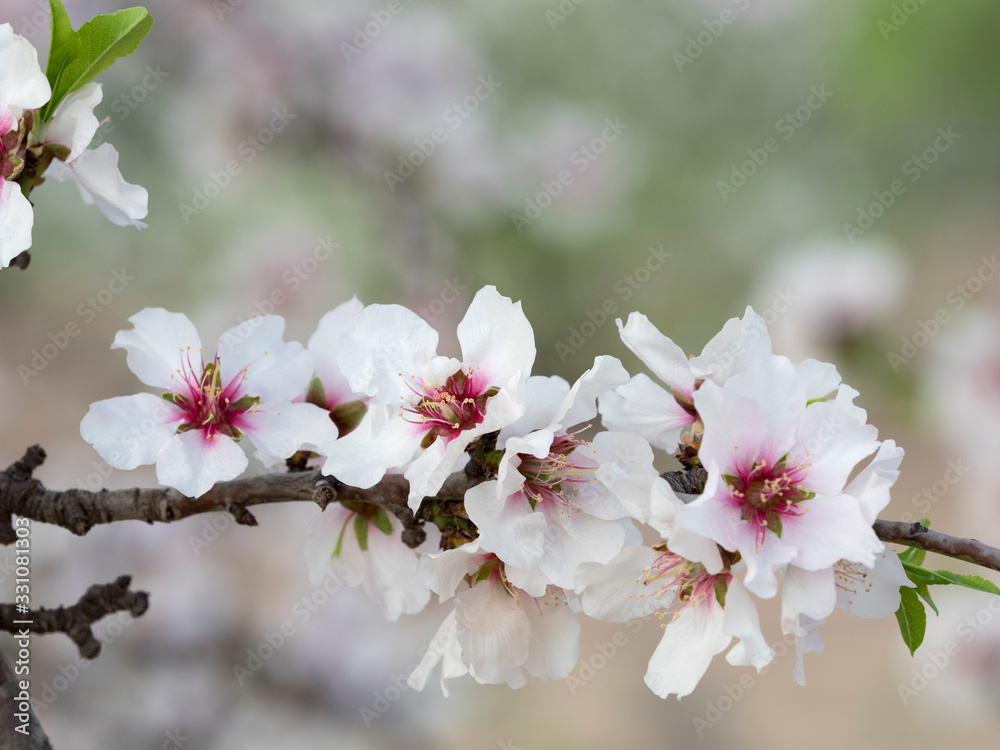 Flores de almendro, Prunus dulcis. Flores de almendro, Prunus dulcis.