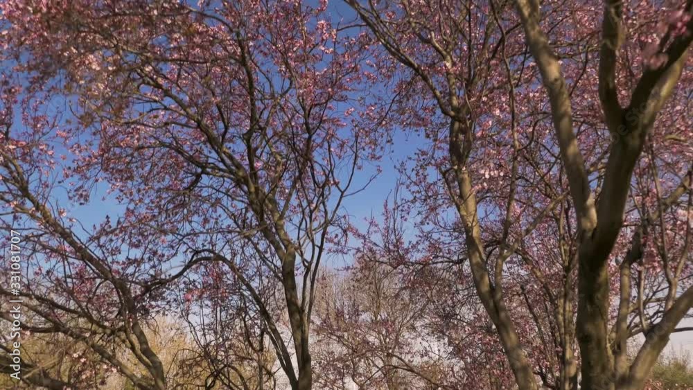 Overview of the first trees to bloom early spring, cherry trees in blossom in an urban park in Madrid, Spain Overview of the first trees to bloom early spring, cherry trees in blossom in an urban park in Madrid, Spain