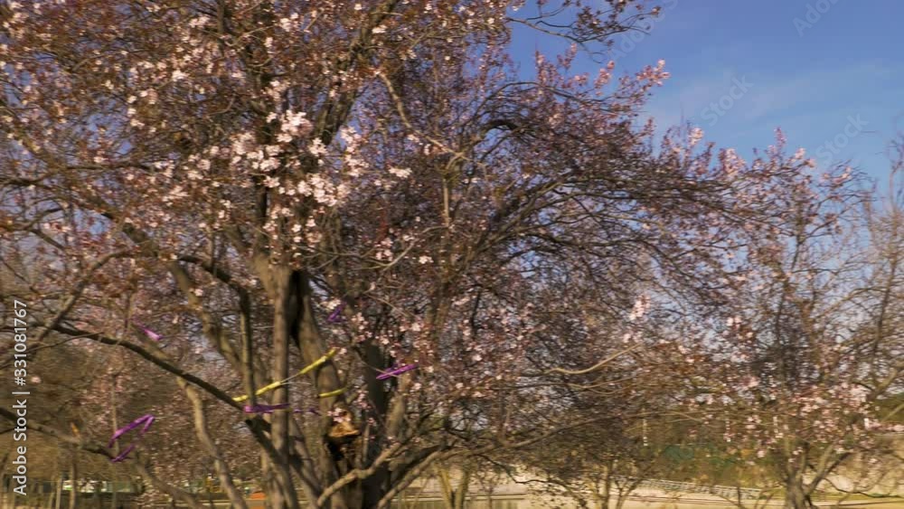 Overview of the first trees to bloom early spring, cherry trees in blossom in an urban park in Madrid, Spain Overview of the first trees to bloom early spring, cherry trees in blossom in an urban park in Madrid, Spain