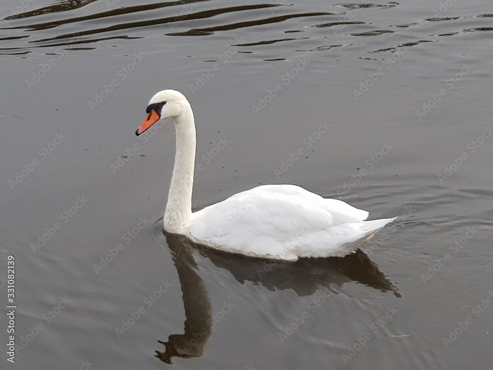 Fototapeta premium schwan