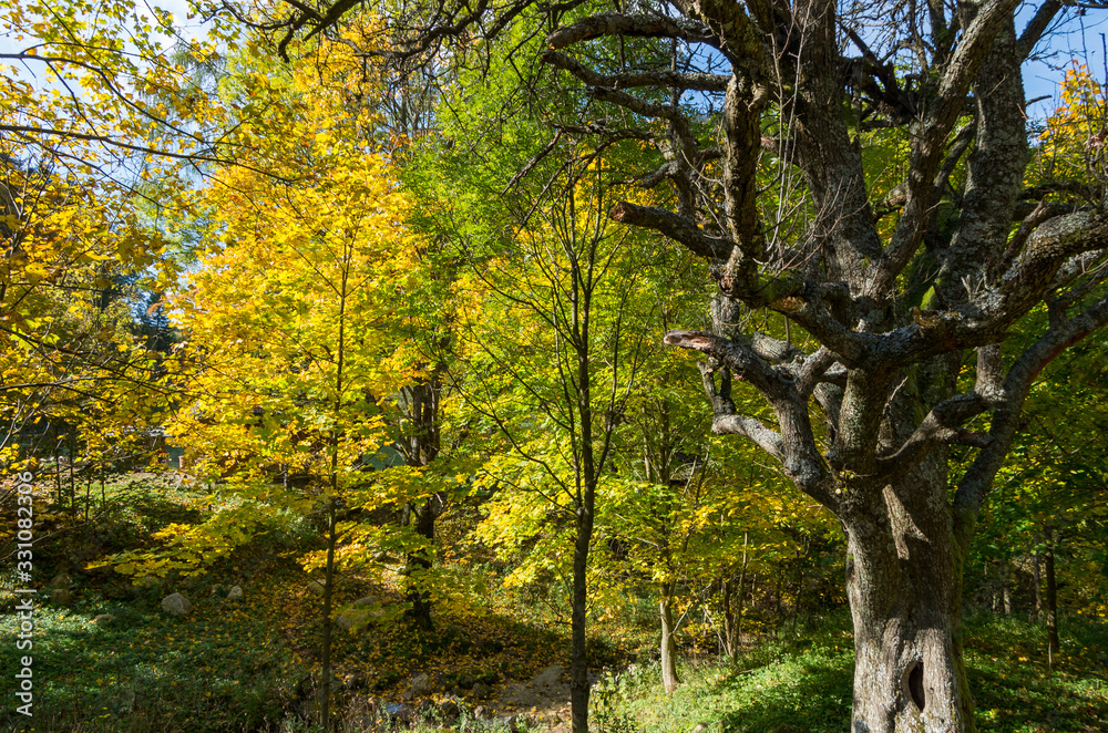 autumn colors