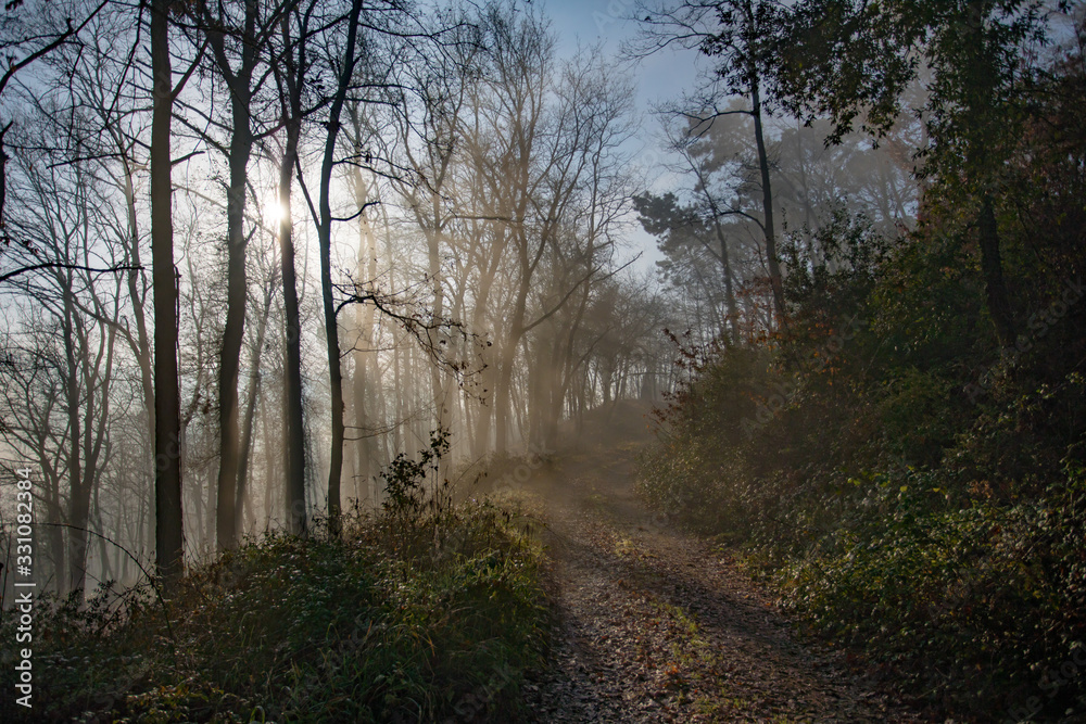 Fototapeta premium Forest at sunrise with sun through the trees. Forest panorama in autumn. Calm concept