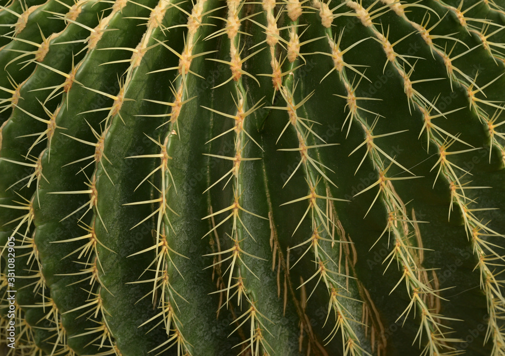 Texture. Yellow spines of green cactus. Background. Texture. Yellow spines of green cactus. Background.