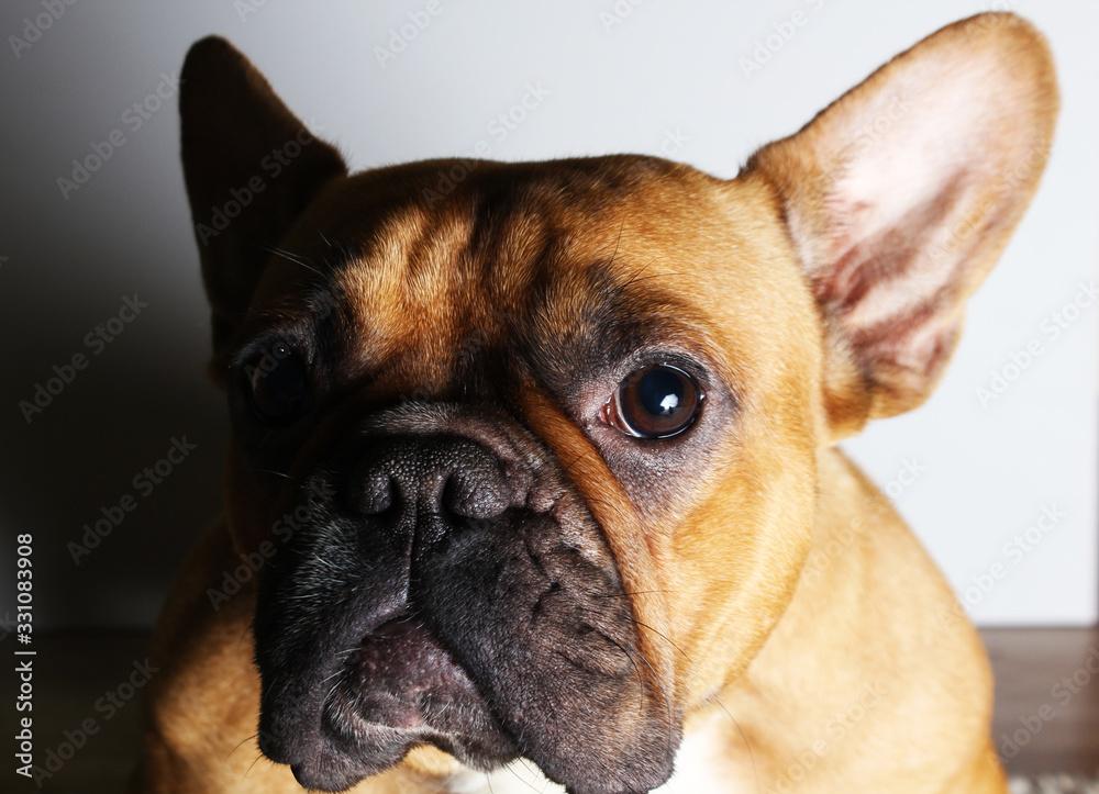 cute french bulldog fawn. brown. redhead