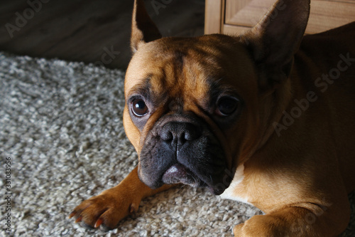 cute french bulldog fawn. brown. redhead