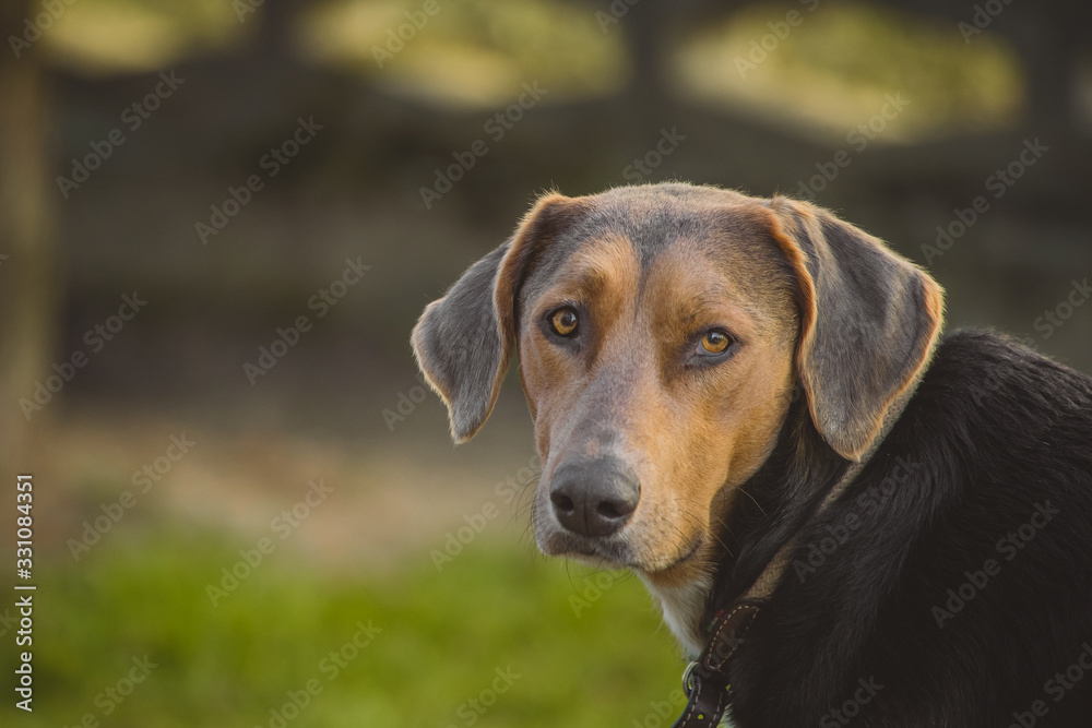 Cute young brown dog with big yellow eyes and collar outdoors, looking away towards the camera.