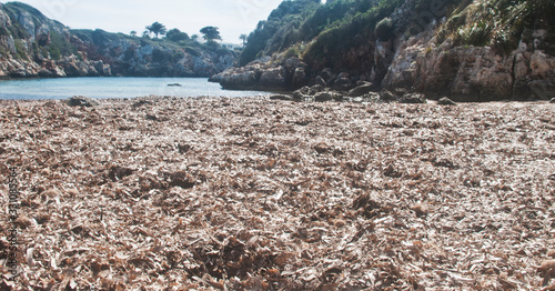 Playa de naturaleza envolvente, paisaje renovador, texturas potentemente sencillas photo