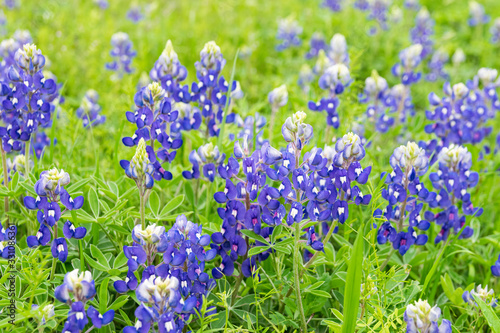 Patch of Bluebonnet flowers in bloom