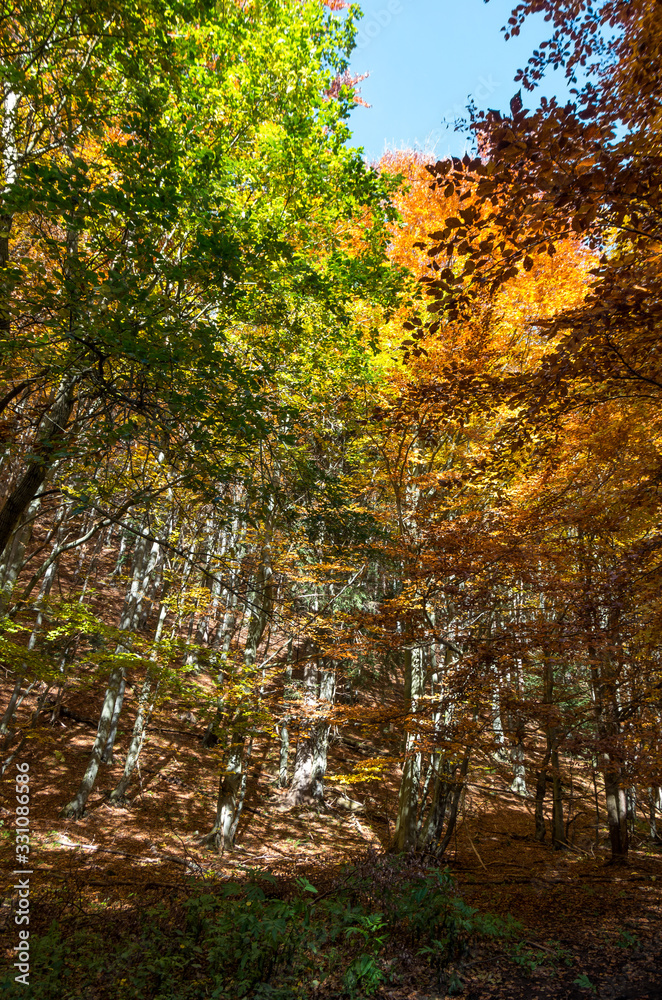 Obraz premium autumn in the park