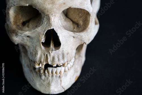 skull head bones isolated closeup