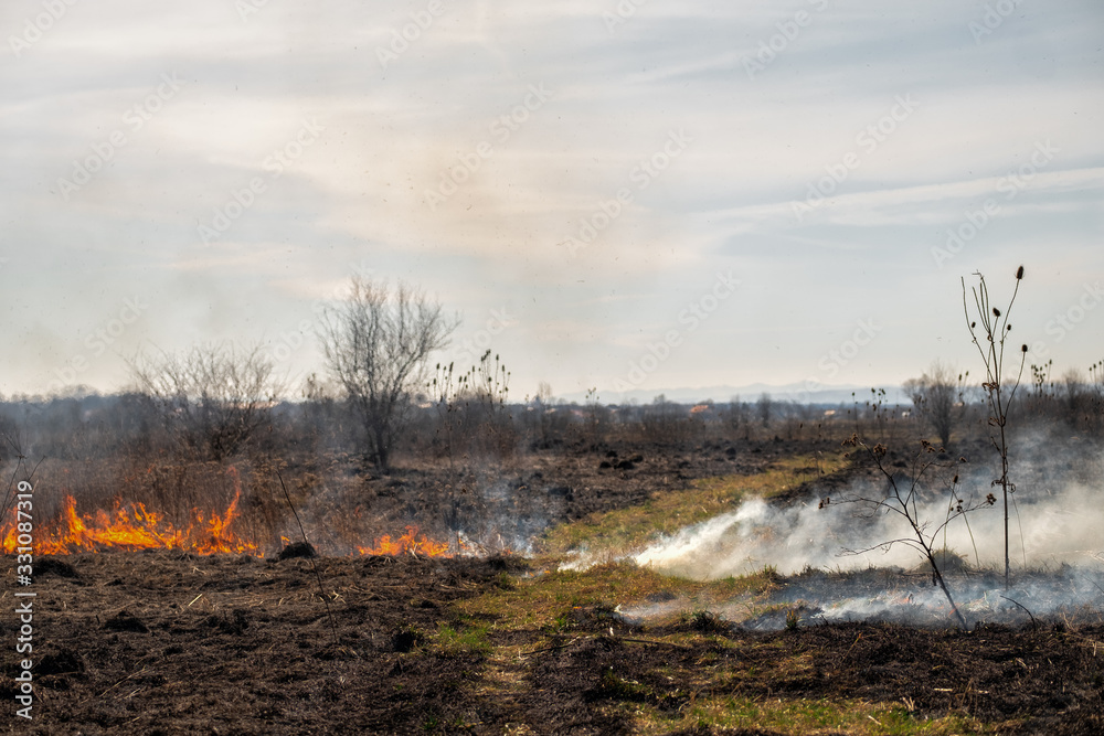 Burning grass in the field