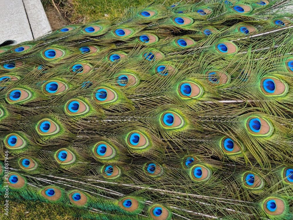 Obraz premium peacock feathers