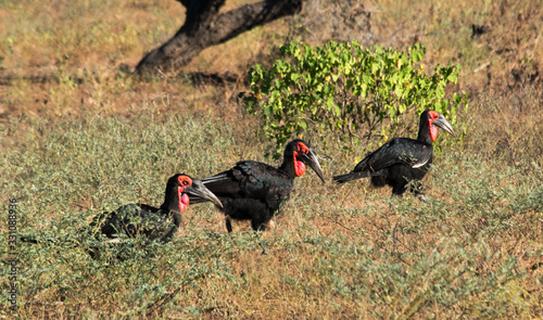 3 Southern Ground-hornbill red black birds of prey walking through african savanna