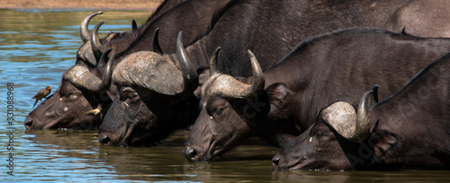 Fotografía group of wild water buffalos drinking at waterhole in kruger national parc/ sout
