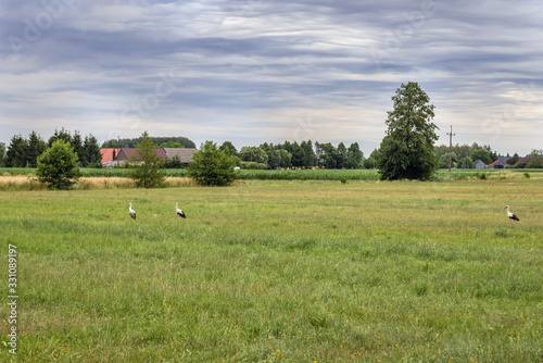 Few storks on a meadow in Greater Poland region, Poland