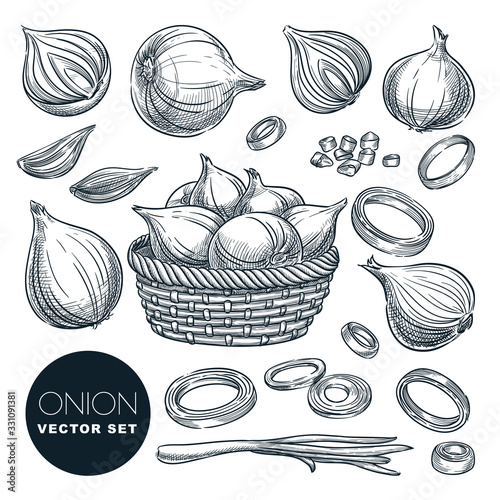 Onion head and green feathers, isolated. Sketch vector illustration. Spice ingredients and salad vegetables