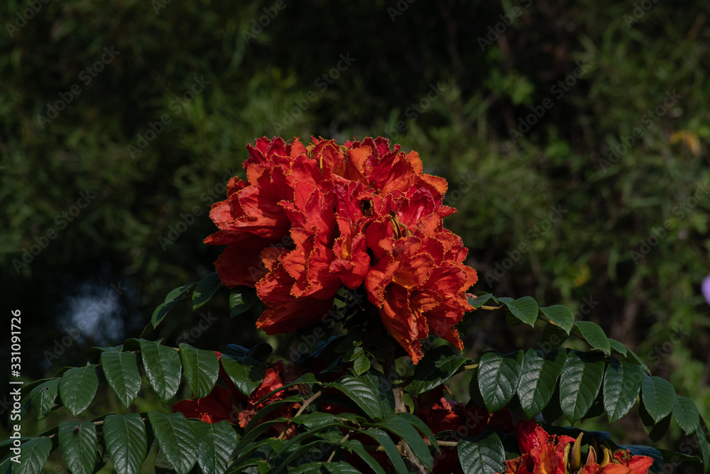 Bright red flowers dampen the dull new crown epidemic Bright red flowers dampen the dull new crown epidemic