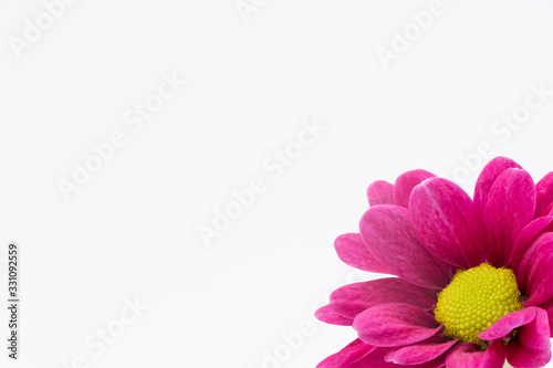 purple flower isolated on white background