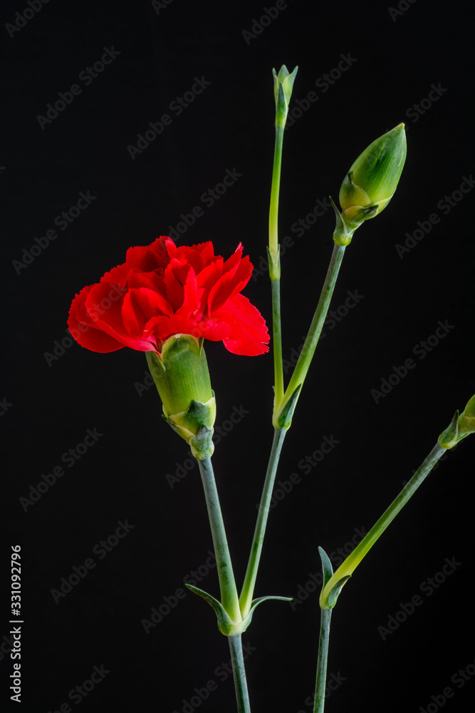 Obraz premium 黒背景の赤いカーネーション