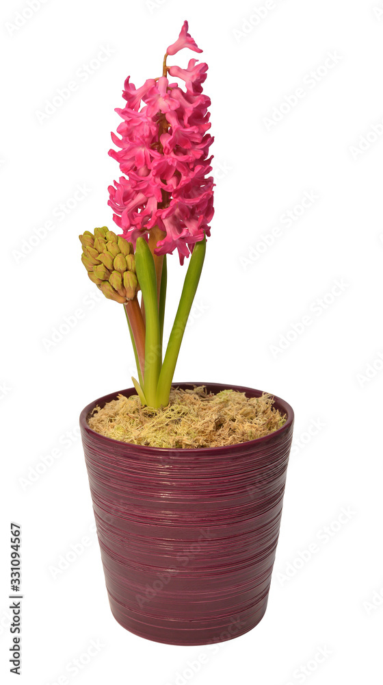 First spring pink hyacinth flower in a pot isolated on a white background. Easter holidays. Garden decoration, landscaping. Floral floristic arrangement. Flat lay, top view