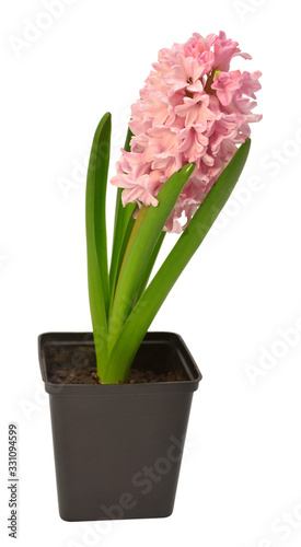First spring pink hyacinth flower in a pot isolated on a white background. Easter holidays. Garden decoration, landscaping. Floral floristic arrangement. Flat lay, top view