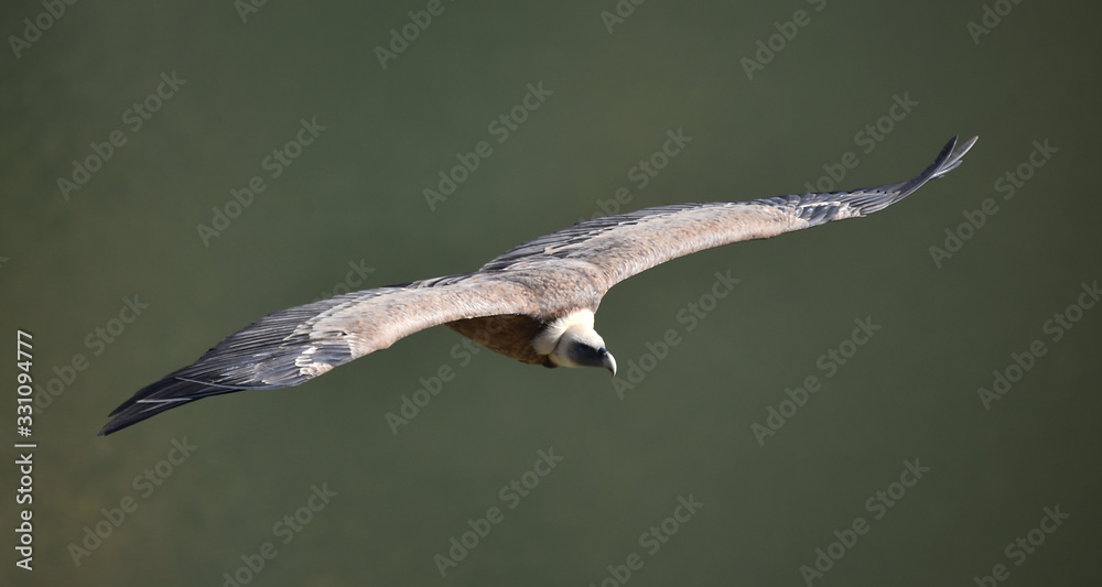 Obraz premium buitre leonado en vuelo