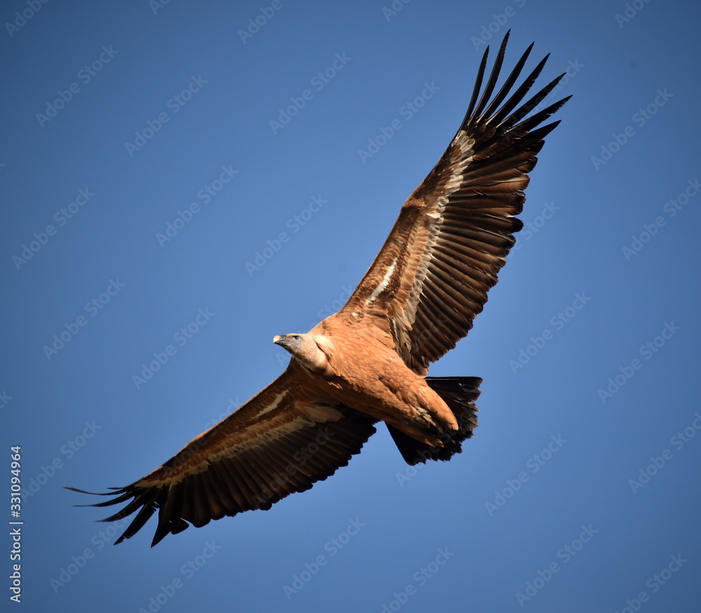 Fototapeta premium buitre leaondo