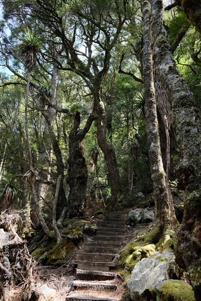 世界遺産クレイドルマウンテンでトレッキング。World Heritage Cradle Mountain National Park, Tasmania, Australia.