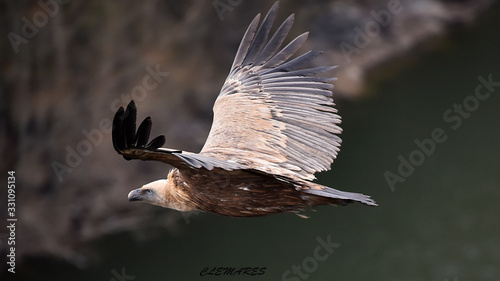 buitre leonado volando en un parque natural