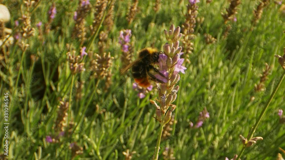 Ultra Closeup Shot of Bee in the Garden on a Hot Sunny Day Ultra Closeup Shot of Bee in the Garden on a Hot Sunny Day