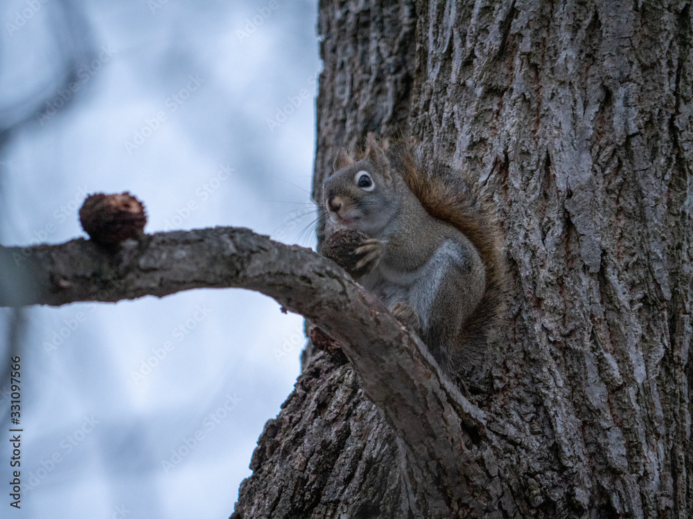 Obraz premium squirrel in tree with 2 nuts
