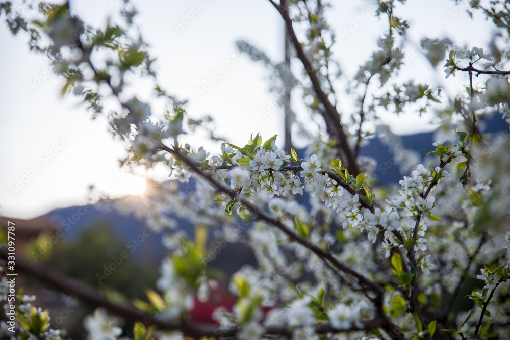 Detail of plum bloom in springtime