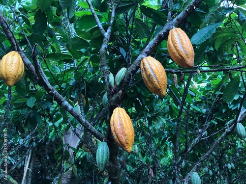 Cacao pods yarrow